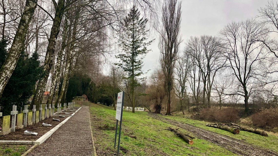 Wycinka drzew „Były stare i słabe, nie dało się ich uratować”