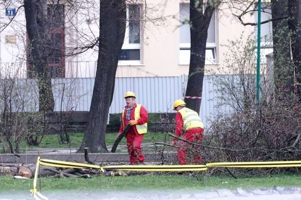 Wycinka drzew na pl. Litewskim w szczycie okresu lęgowego - zarzucają ekolodzy