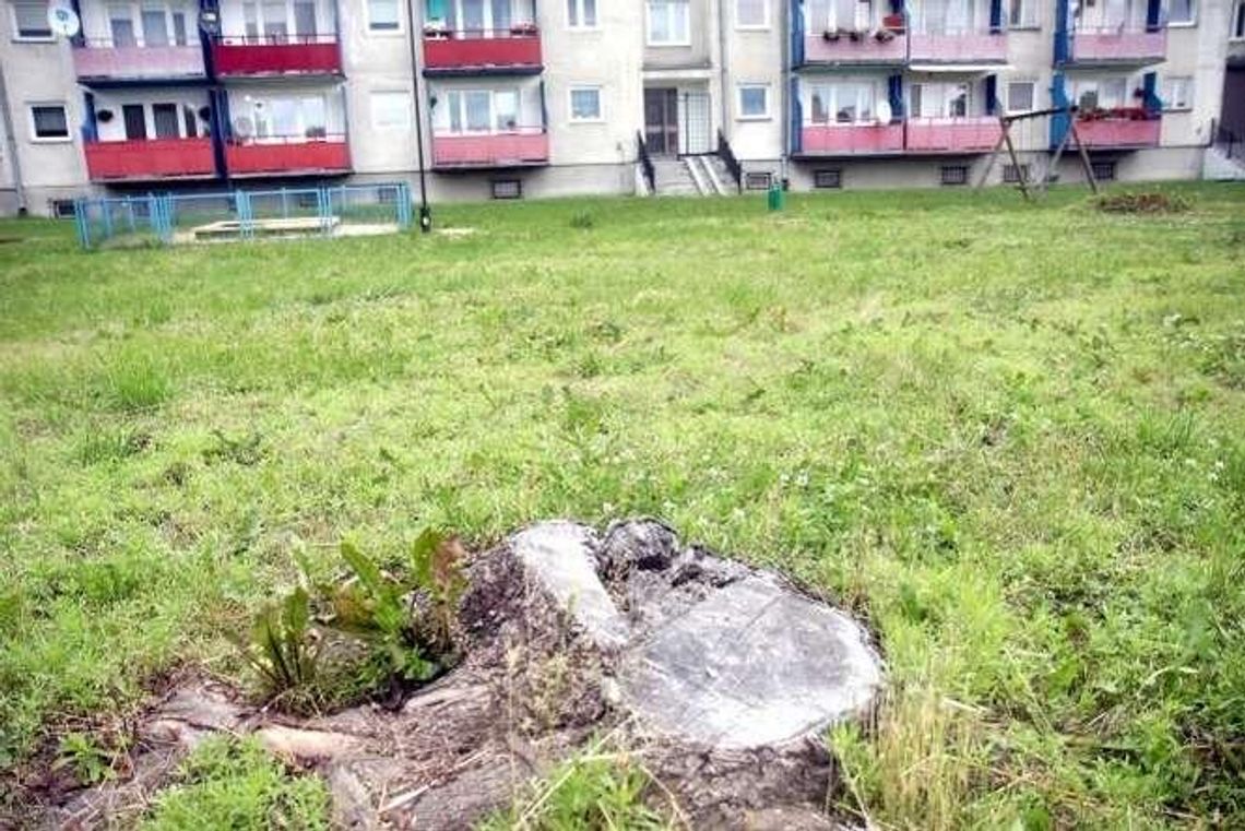 Wycinka drzew przy ul. Walecznych. Będzie wyższa kara dla byłego dyrektora? Wycinka drzew przy ul. Walecznych. Będzie wyższa kara dla byłego dyrektora?