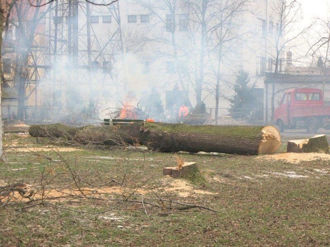 Wycinka drzew w centrum Zamościa. \"Nie rokowały na przeżycie\"