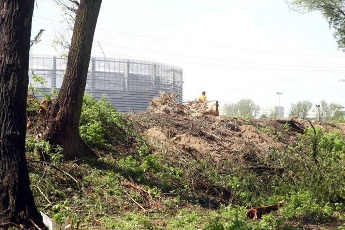 Wycinka drzew w parku Ludowym. Kto widzi ptaki, a kto nie