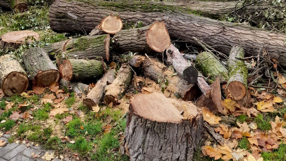Wycinka topoli przy Drodze Męczenników Majdanka. Ratusz: To dla bezpieczeństwa