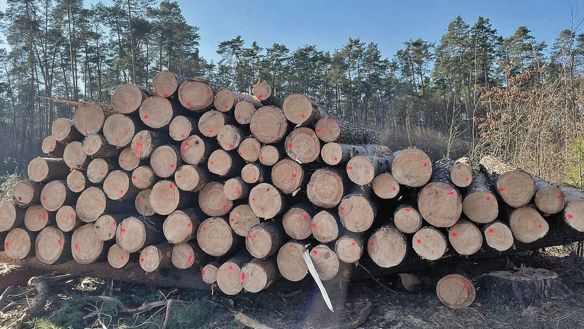 Wycinka w kraśnickim lesie. Mieszkańcy rozczarowani po spotkaniu Wycinka w kraśnickim lesie. Mieszkańcy rozczarowani po spotkaniu