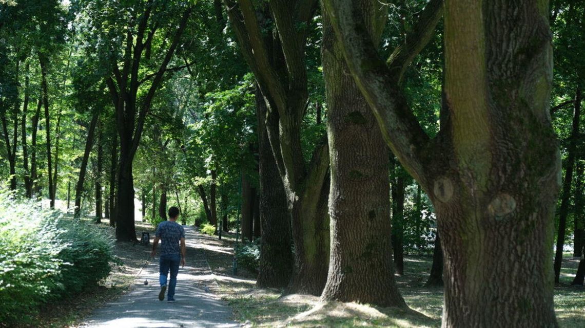 Wycinka w parku Akademickim w Lublinie. Zniknie 11 drzew