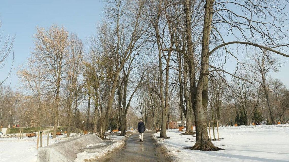 Wycinki drzew dotarły do parku Ludowego. A otworzyli go zaledwie pod koniec grudnia