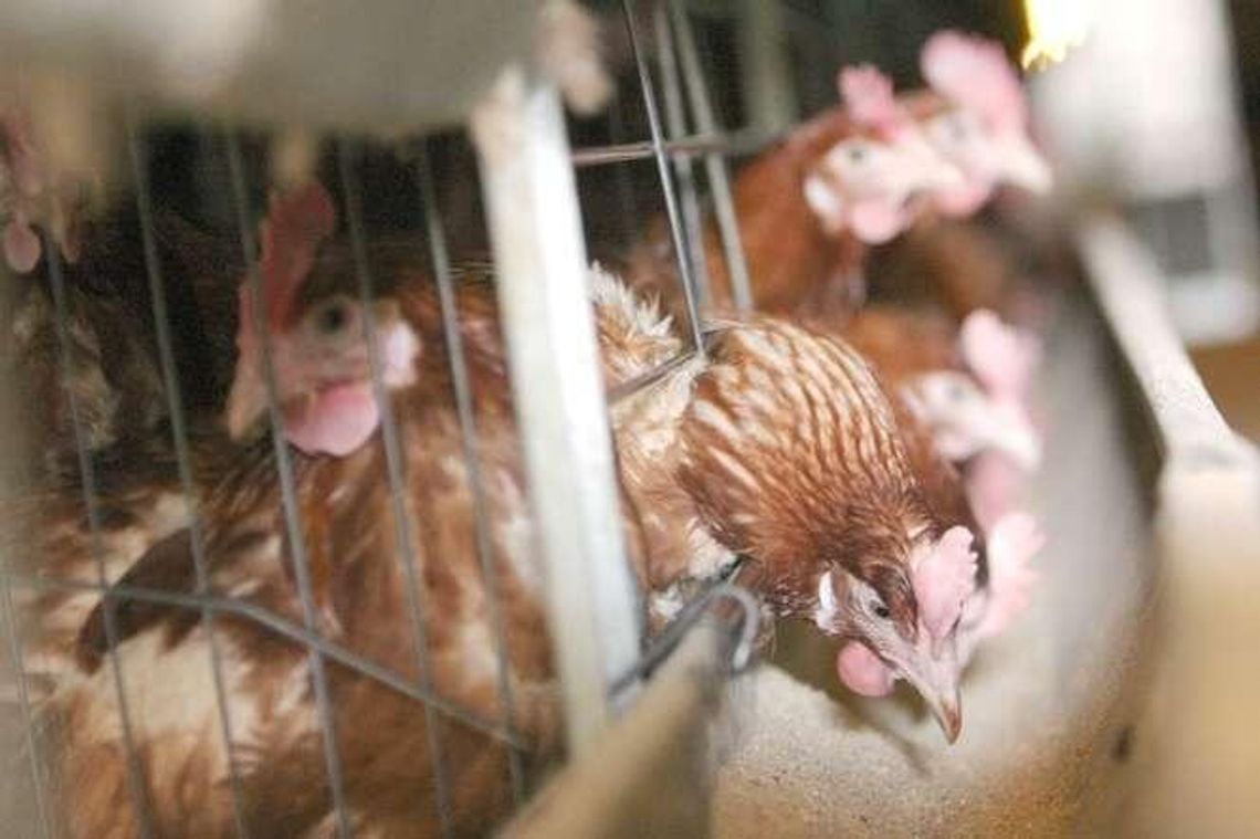 Wycofają najtańsze jaja z chowu klatkowego. Chodzi o świadomość ekologiczną klientów