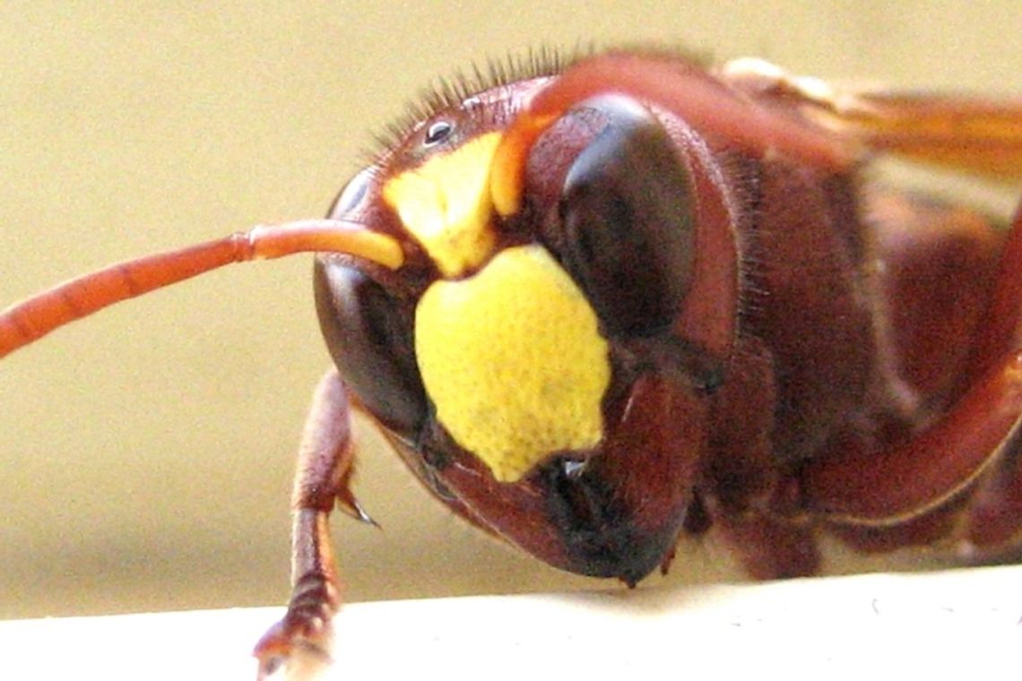 Wyganiał osę. Rozbił ciężarówkę