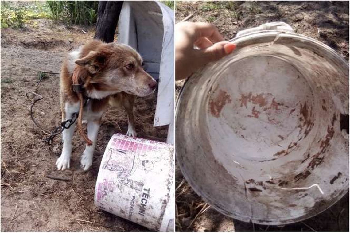 Wygłodzony pies odebrany właścicielowi. Jest też doniesienie do prokuratury