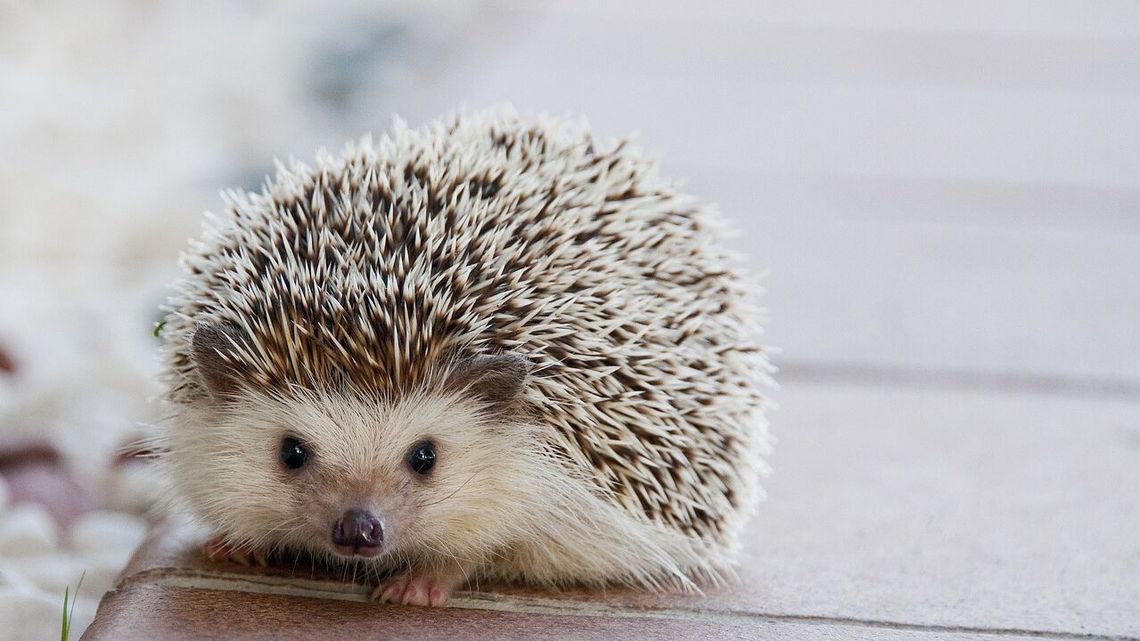 Wygraj miejski konkurs i daj jeżom schronienie na zimę