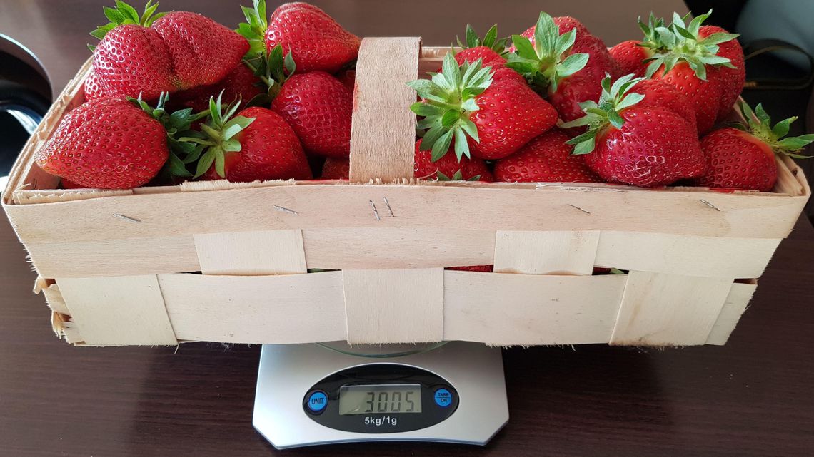 Wygrała wyścig na pierwszą łubiankę truskawek Wygrała wyścig na pierwszą łubiankę truskawek