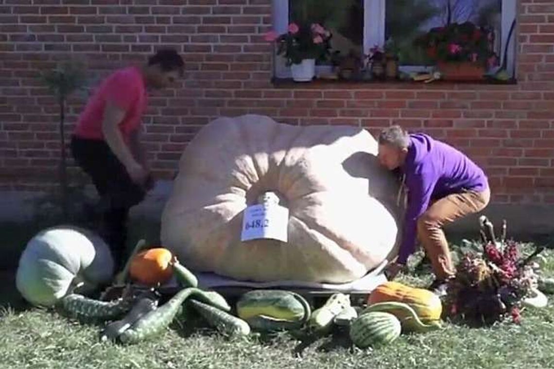 Wyhodował gigantyczną dynię. Warzywo waży 648 kg!