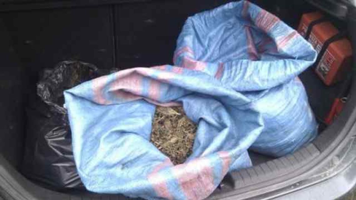 Wyhodowali kilogramy marihuany warte pół miliona zł. Zostali aresztowani