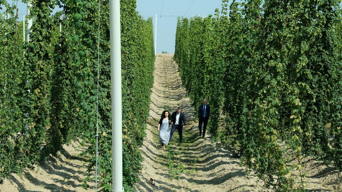 Wyjątkowa plantacja chmielu pod Lublinem. Jedyna tego typu na świecie