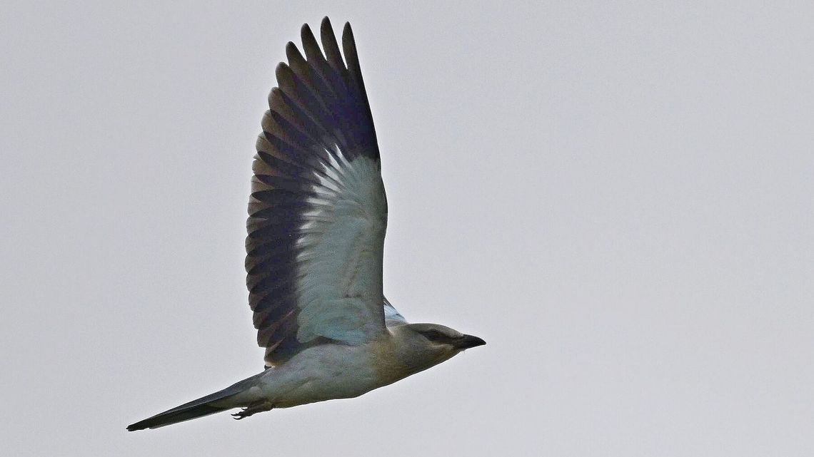 Wyjątkowo rzadki, jeden z najbarwniejszych. Znów zaobserwowali tego ptaka na Roztoczu