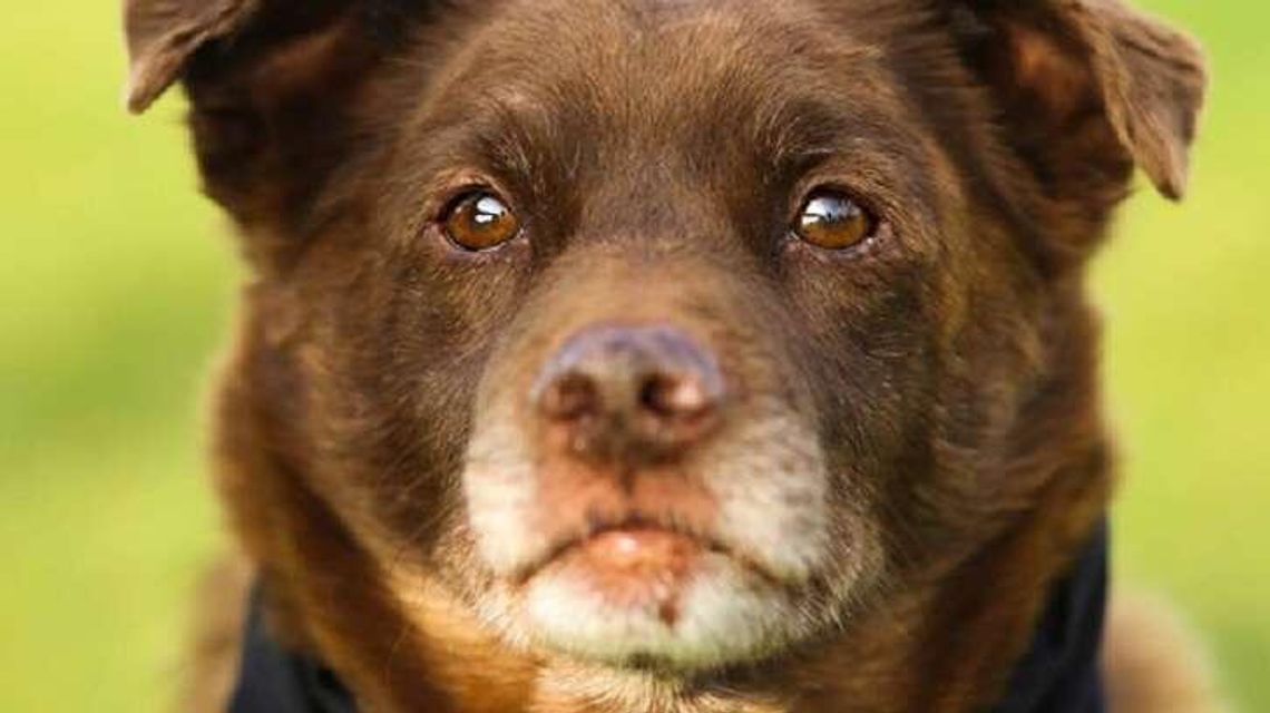 Wykład: o czym myśli pies