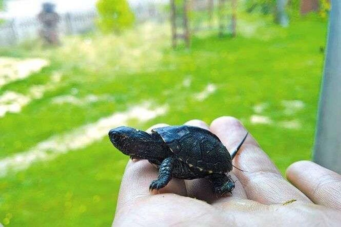 Wykluło się już ponad 500 żółwików. Niezwykły czas w Poleskim Parku Narodowym Wykluło się już ponad 500 żółwików. Niezwykły czas w Poleskim Parku Narodowym