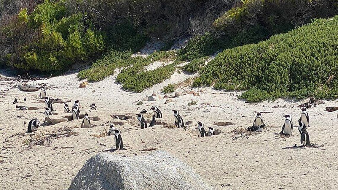Wykonawca wybrany. Wiadomo kto zbuduje pingwinarium w ZOO