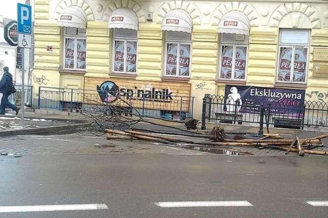 Wykopali drzewka w centrum Lublina, żeby… na nowo posadzić