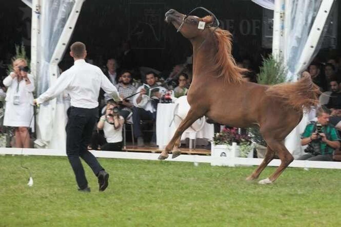 Wykopani z pokazów koni w Janowie Podlaskim. "Za krytykę zamyka się nam usta?"
