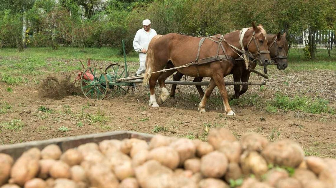 Wykopki kartoflane w Skansenie