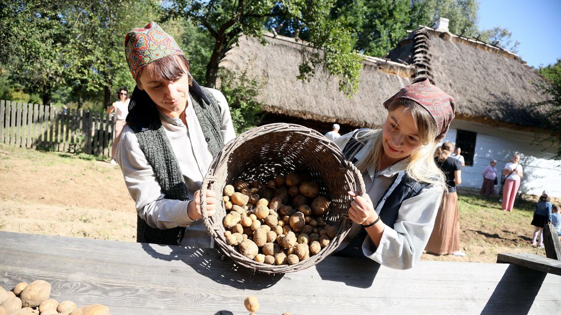 Wykopki w Skansenie. Tak dawniej zbierano ziemniaki Wykopki w Skansenie. Tak dawniej zbierano ziemniaki