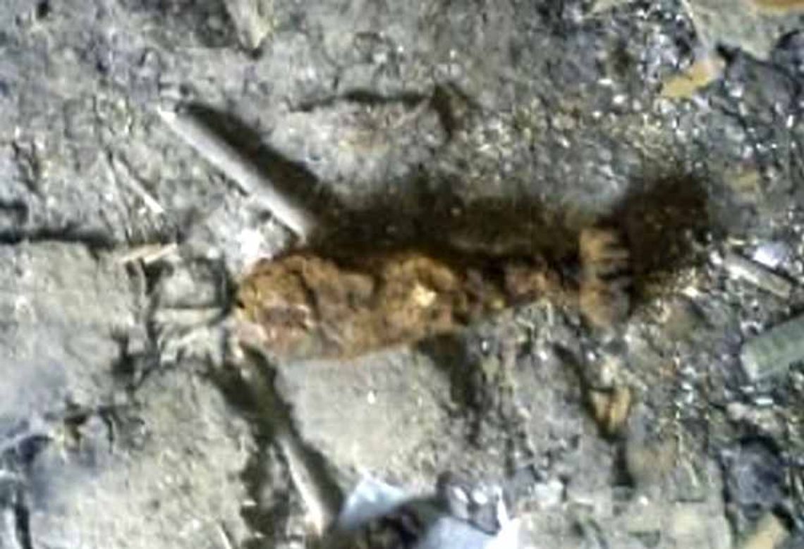 Wykopywał pień, znalazł granat moździerzowy