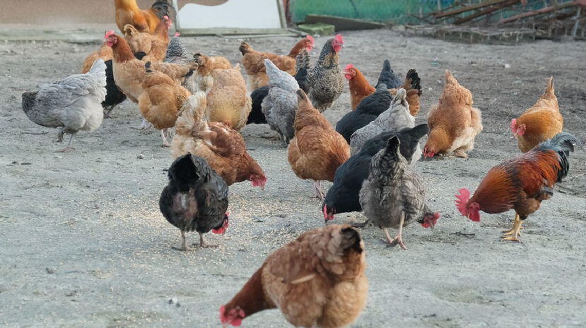 Wykryto kolejne ognisko ptasiej grypy w województwie lubelskim