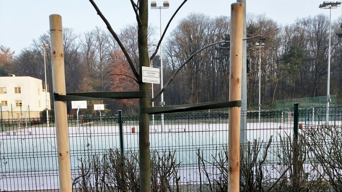 Wymiana zieleni w Puławach, posadzili prawie sto drzew Wymiana zieleni w Puławach, posadzili prawie sto drzew
