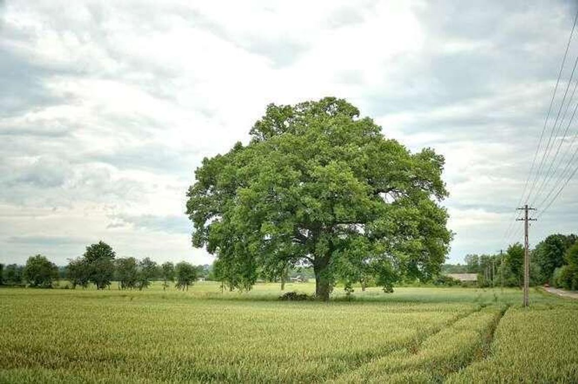 Wymyśl nazwę dla dębu