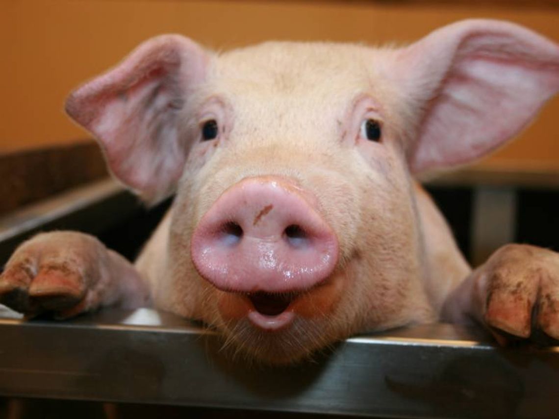 Wyniki spisu rolnego: Mamy milion świń i 12 tys. kóz