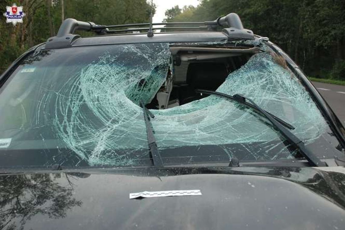 Wypadek na K-19. Łoś wbiegł pod samochód