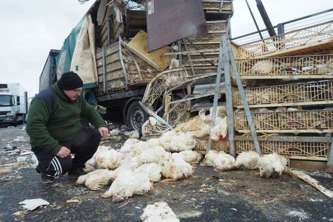 Wypadek na obwodnicy Lublina, kury wypadły na drogę Wypadek na obwodnicy Lublina, kury wypadły na drogę