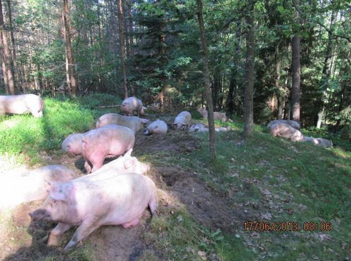 Wypadek tira wiozącego świnie do rzeźni. Niektóre uciekły do lasu