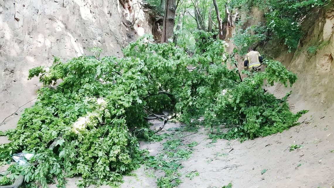 Wypadek w Kazimierzu Dolnym. Na grupę dzieci spadł konar. Lądował śmigłowiec LPR Wypadek w Kazimierzu Dolnym. Na grupę dzieci spadł konar. Lądował śmigłowiec LPR