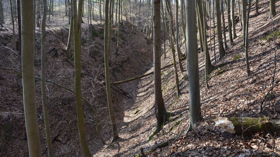 Wypadek w lesie. 38-latek jest w ciężkim stanie