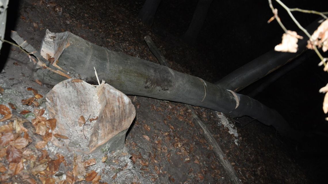 Wypadek w lesie. Drzewo przygniotło mężczyznę