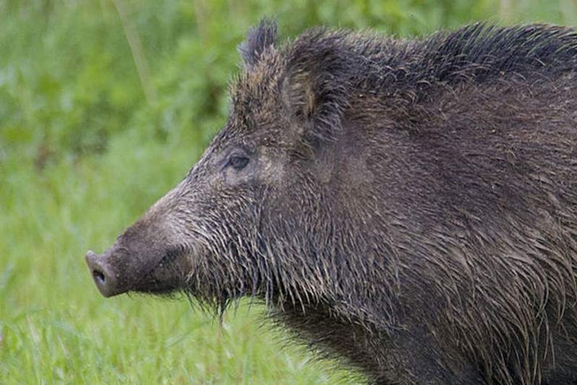 Wypadek w Podlodowie. Motocyklista uderzył w dzika