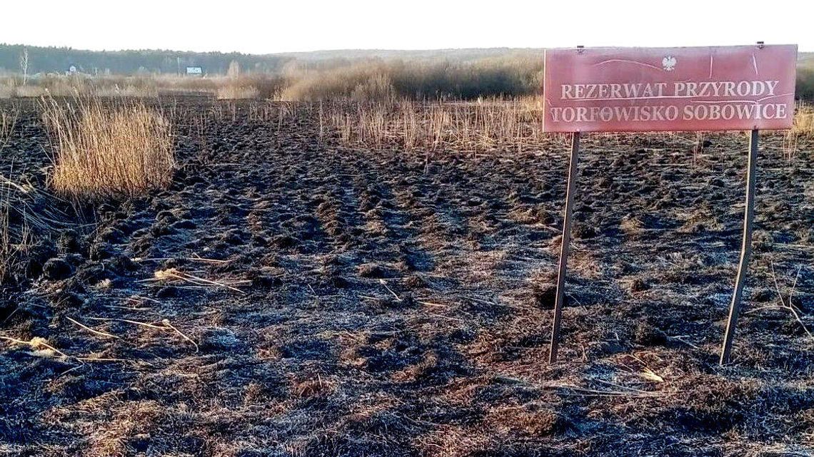 "Wypalanie traw jest ekologiczną katastrofą". Tak po pożarze wygląda rezerwat przyrody koło Chełma