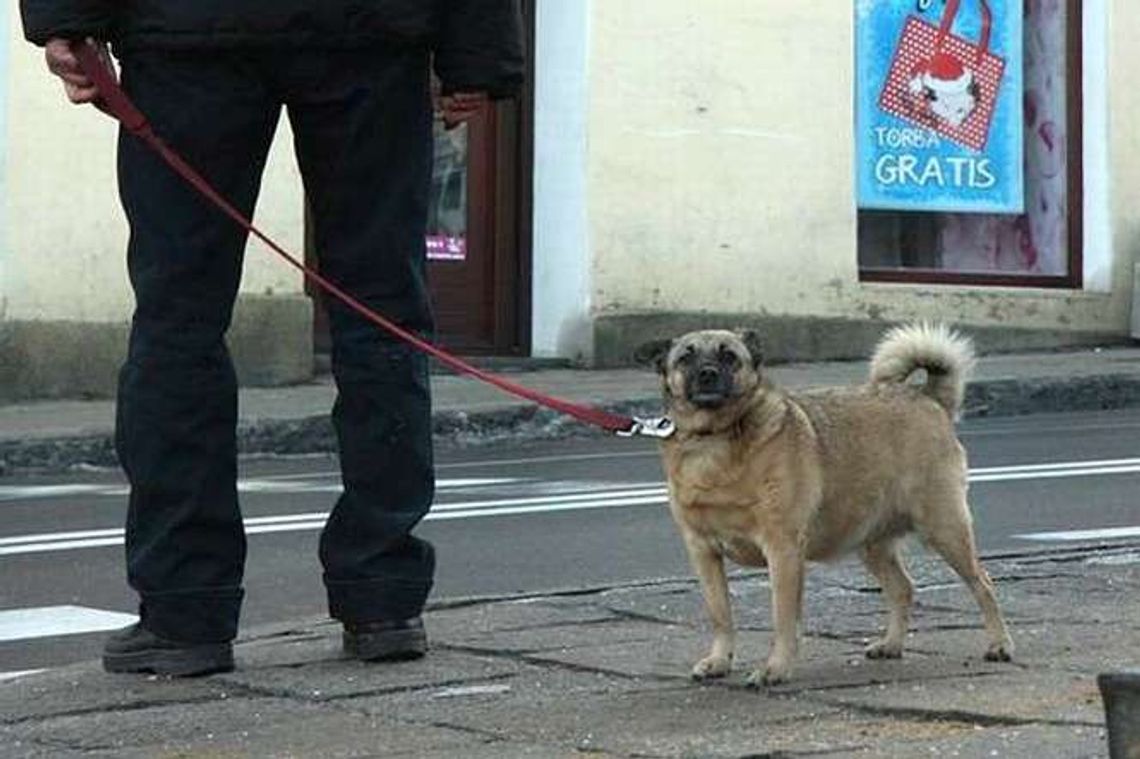 Wyprowadzasz psa? W Świdniku smycz już obowiązkowa