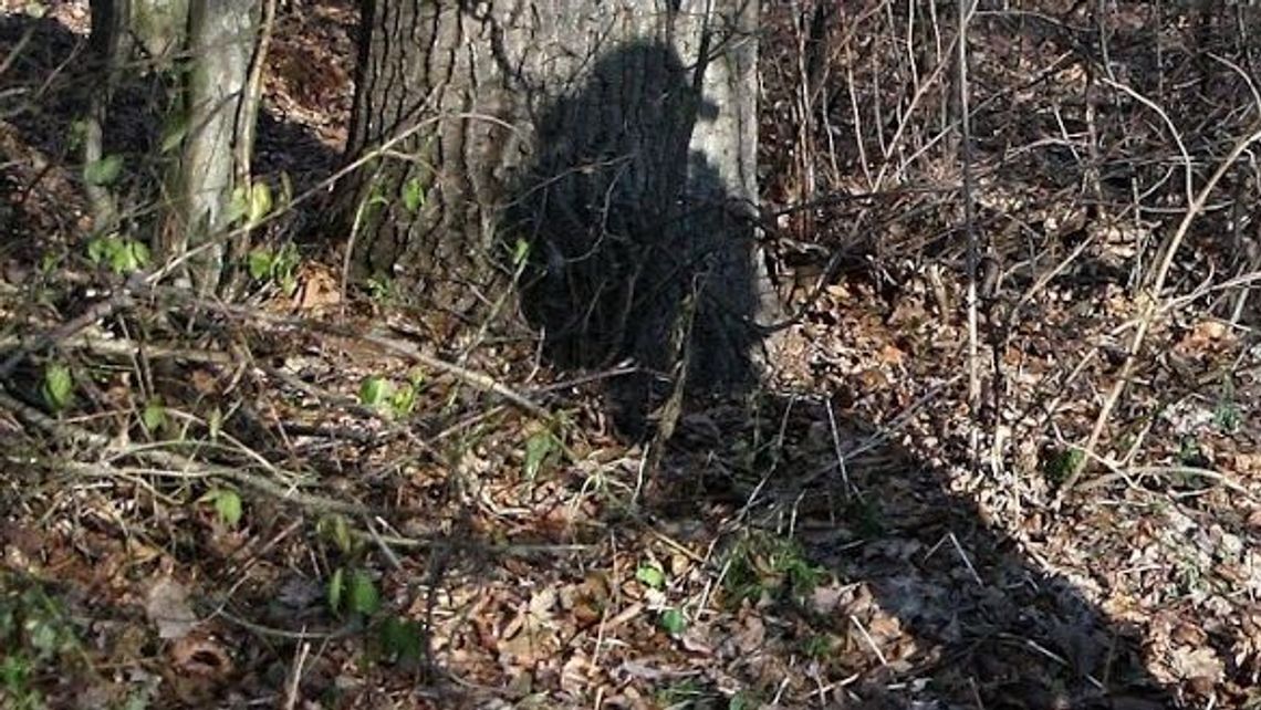 Wyprowadziła własnego psa do lasu, przywiązała do drzewa i wysłała znajomego z siekierą. Pójdzie do więzienia