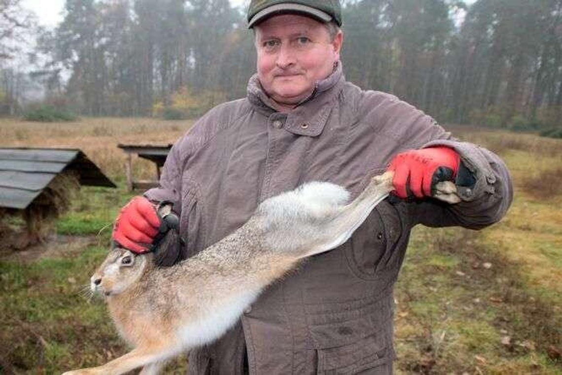 Wypuszczą na wolność 360 zajęcy