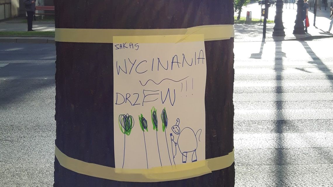 Wyrok na drzewa odroczony. Prezydent Lublina unieważni przetarg na przebudowę Al. Racławickich