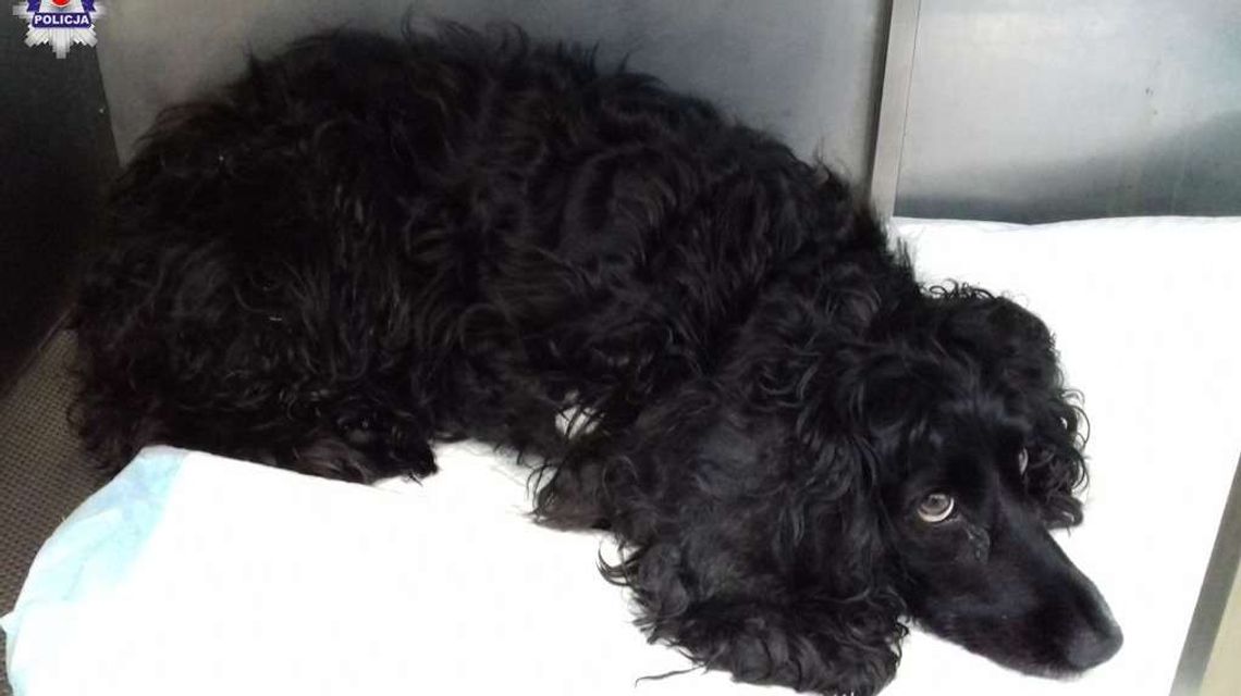 Wyrzucił psa przez balkon w trakcie kłótni. Zwierzę spadło z 4 piętra