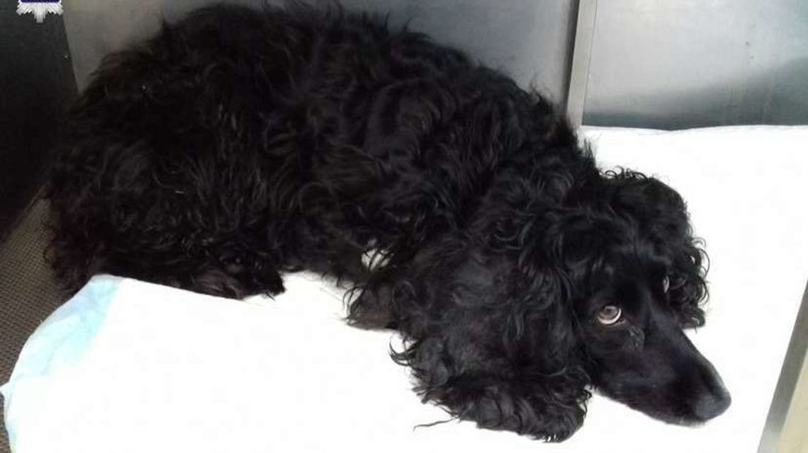 Wyrzucił psa przez okno z czwartego piętra. Marcin S. skazany na bezwzględne więzienie