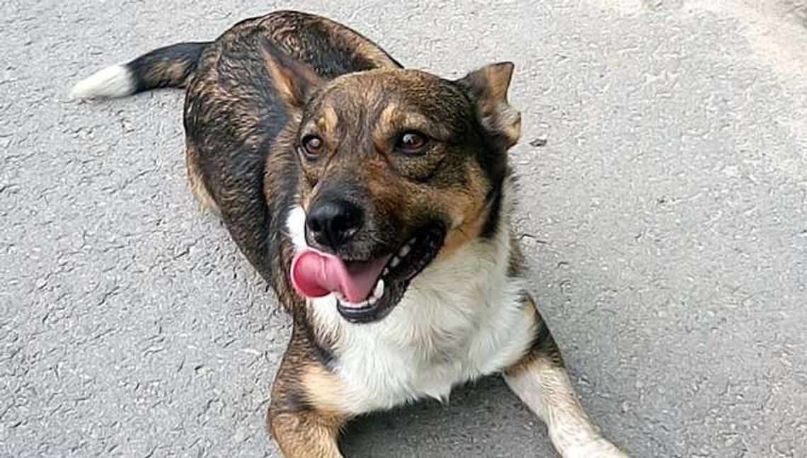 Wyrzucił psa z auta i odjechał. Gdy wpadł, próbował się tłumaczyć