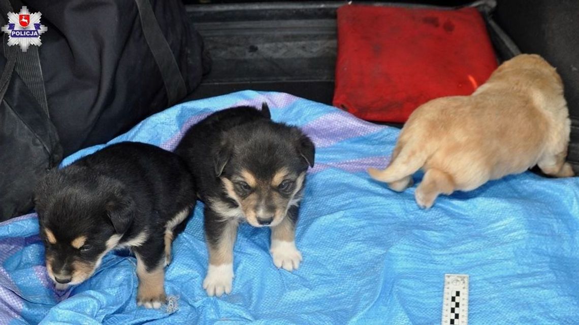 Wyrzucone szczeniaki w związanym worku. Jeden nie przeżył