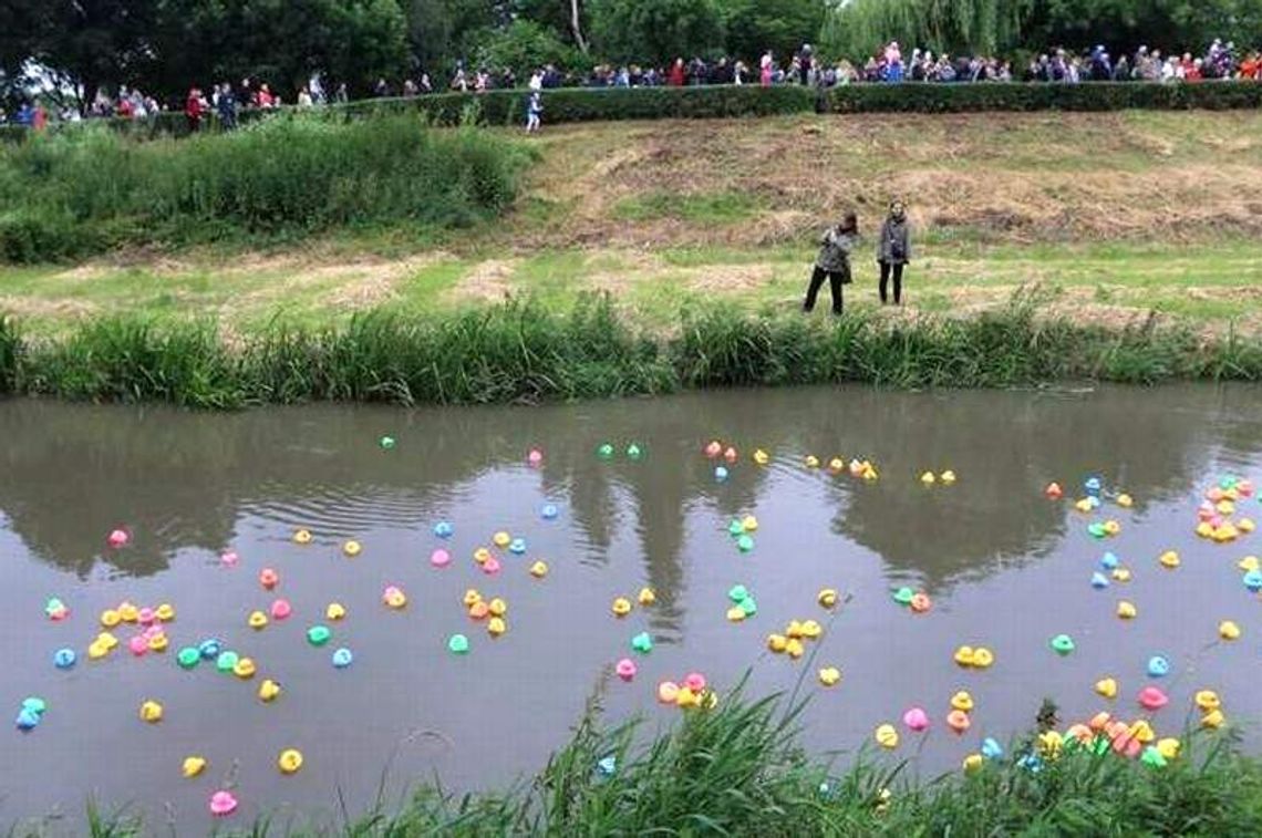 Wyścig kaczek w Chełmie. Popłyną Uherką, po pieniądze