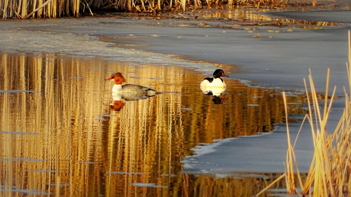 Wystawa Ewy i Ireneusza Pilipczuków w Biotece