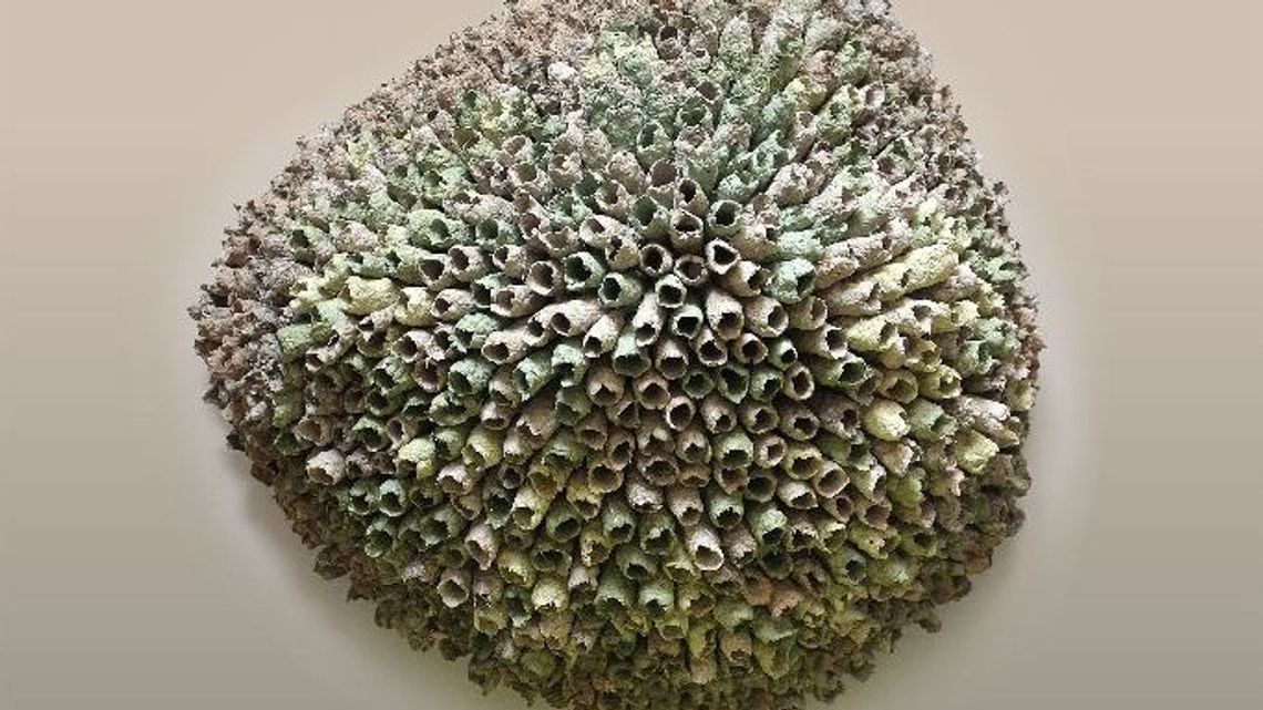 Wystawa "Formy natury" w Puławach Wystawa "Formy natury" w Puławach