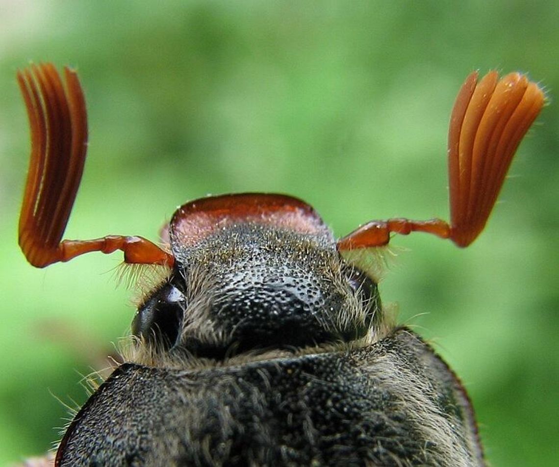 Wystawa fotografii w MDK nr 2: Mikrokosmos Krzczenia